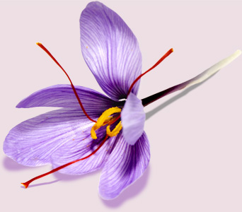 saffraan-bloem-2